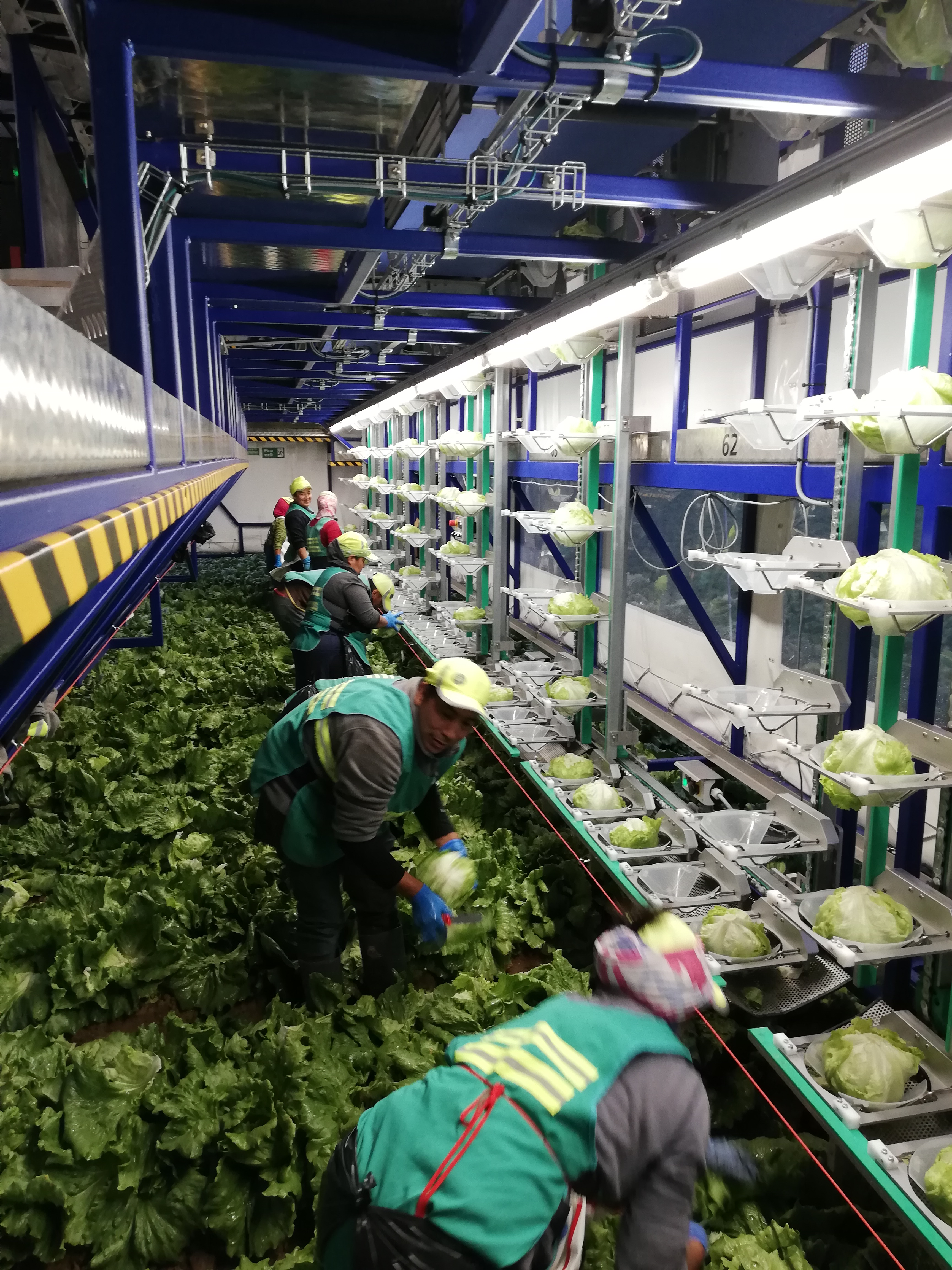 Another Automated Iceberg Harvesting Rig for Las Primicias - Brimapack.com
